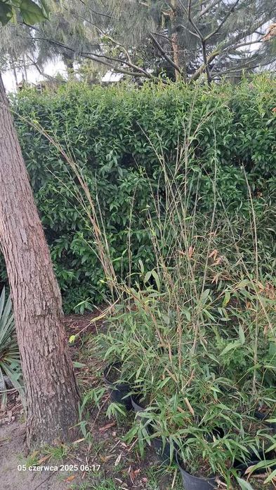 BAMBUS zimozielony 150cm sadzonka w doniczce mrozoodporny szybkorosnąc