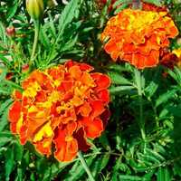 Sementes de Tagetes Bolero (Tagetes Patula nana)