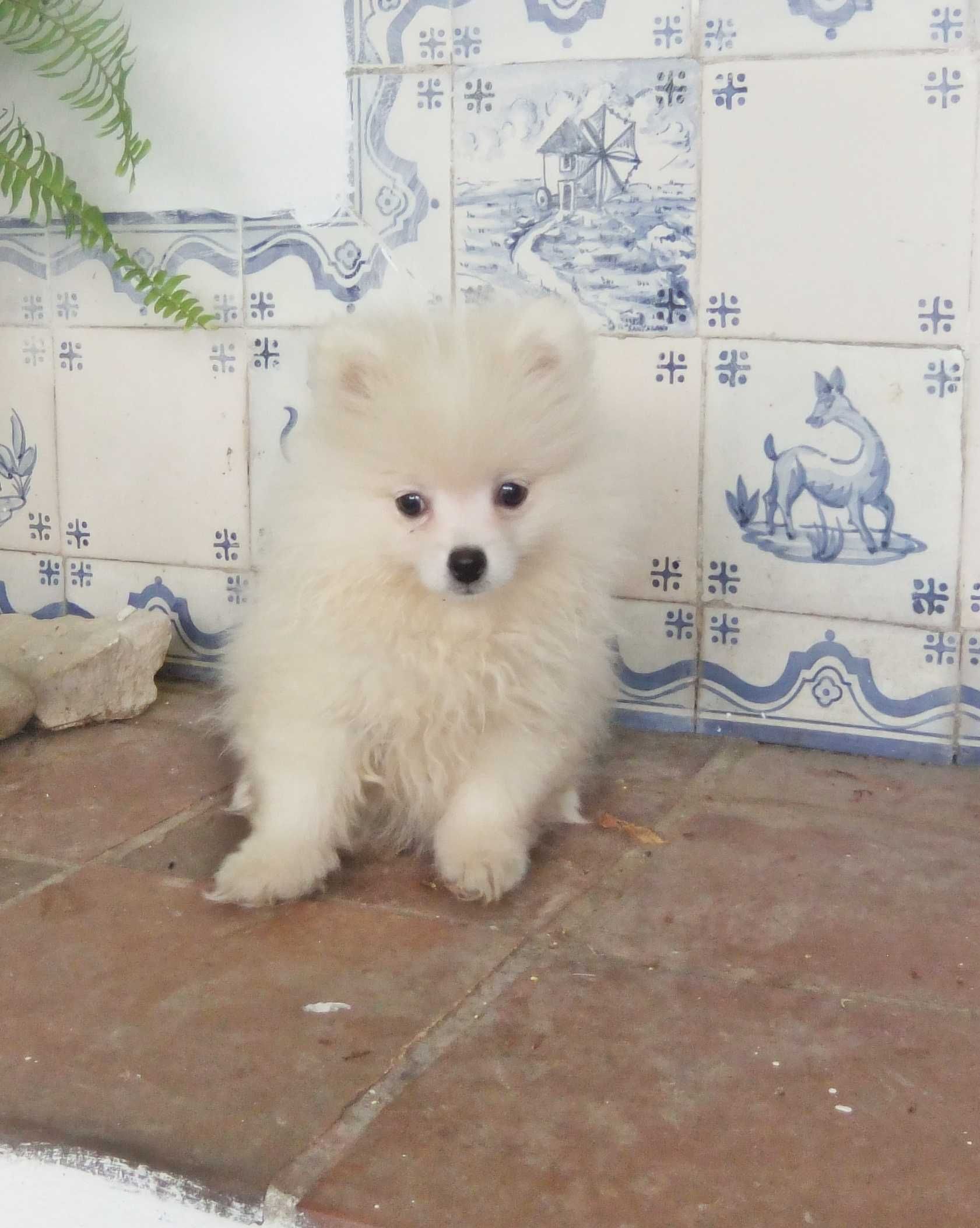 spitz alemão anão