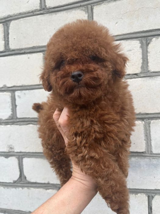 Девочка той пудель ред браун