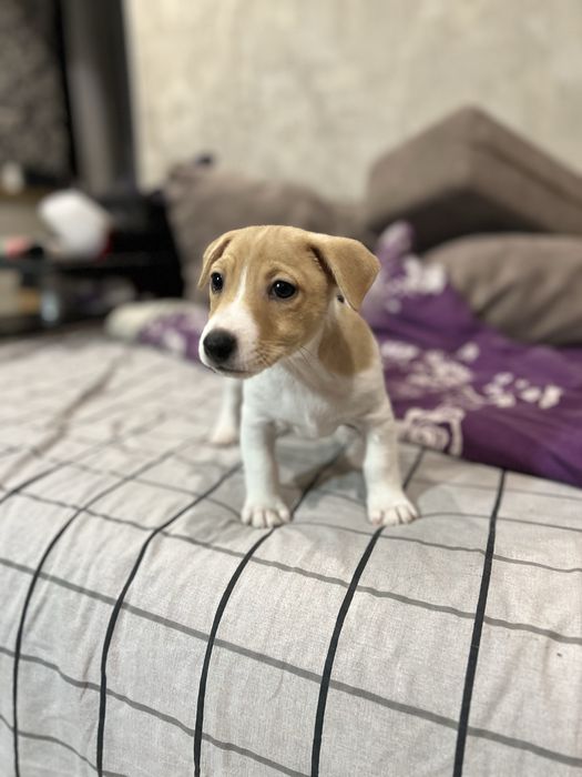 Цуценята Джек рассел терʼєр.