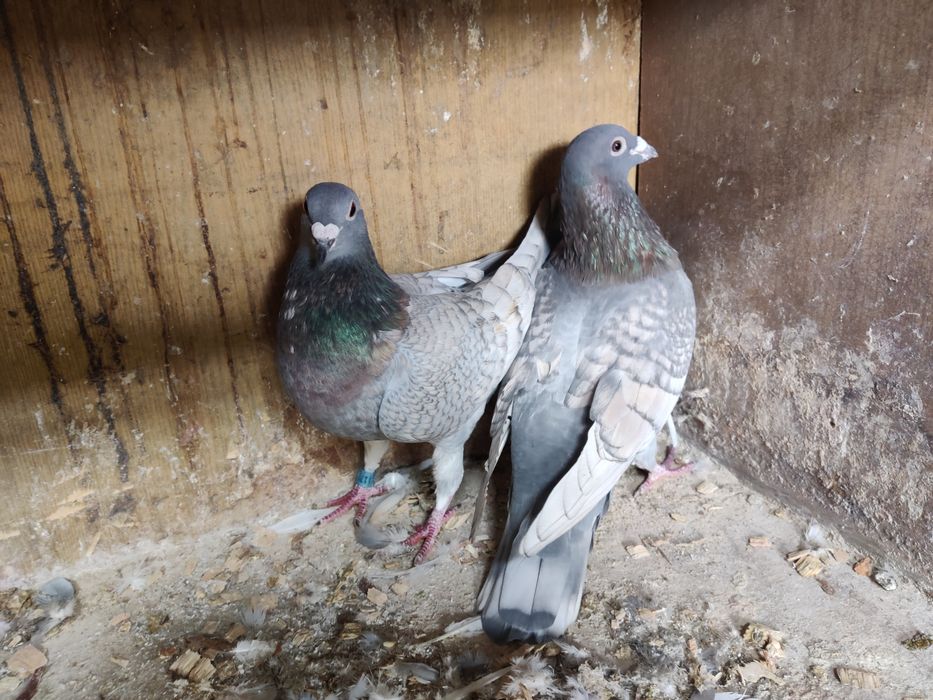 Gołębie pocztowe Adama Braszko