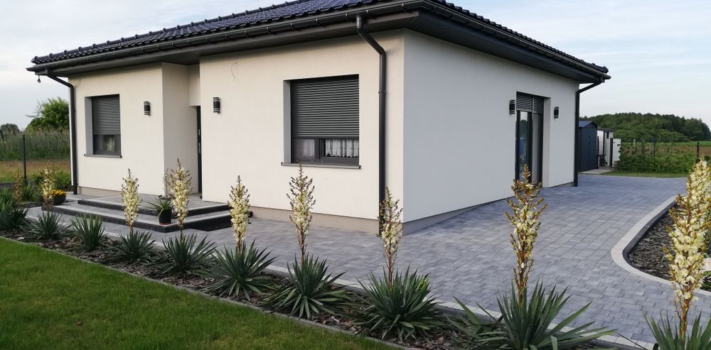 Juka ogrodowa karolińska Yucca w doniczce