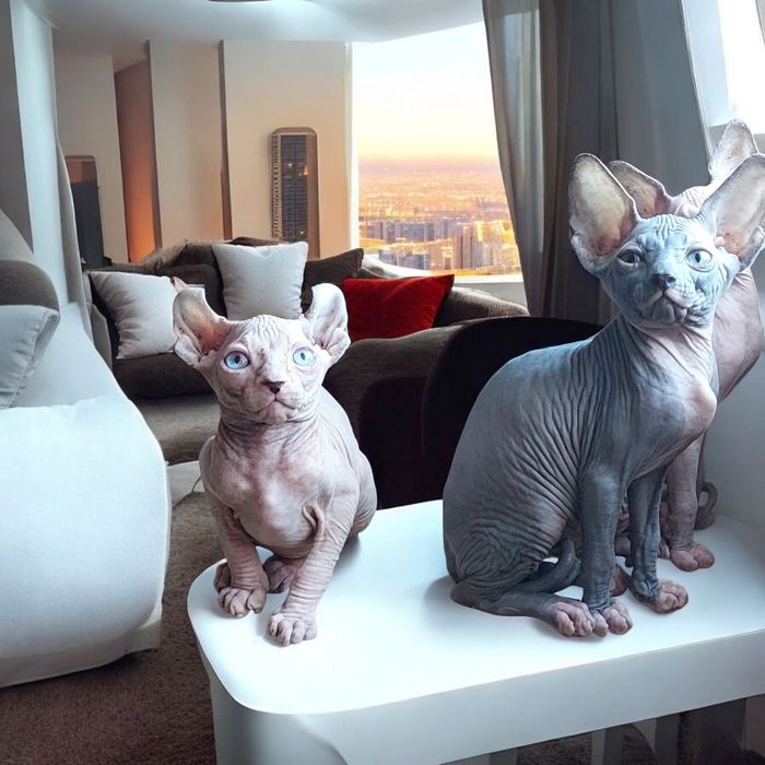 Канадские сфинксы и эльфы