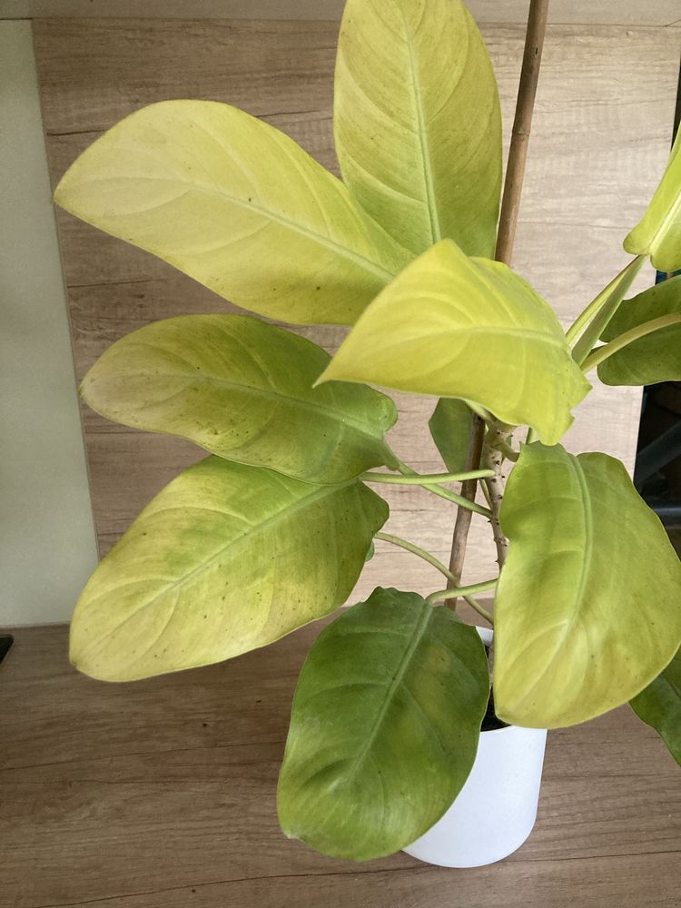 Philodendron Lemon Lime