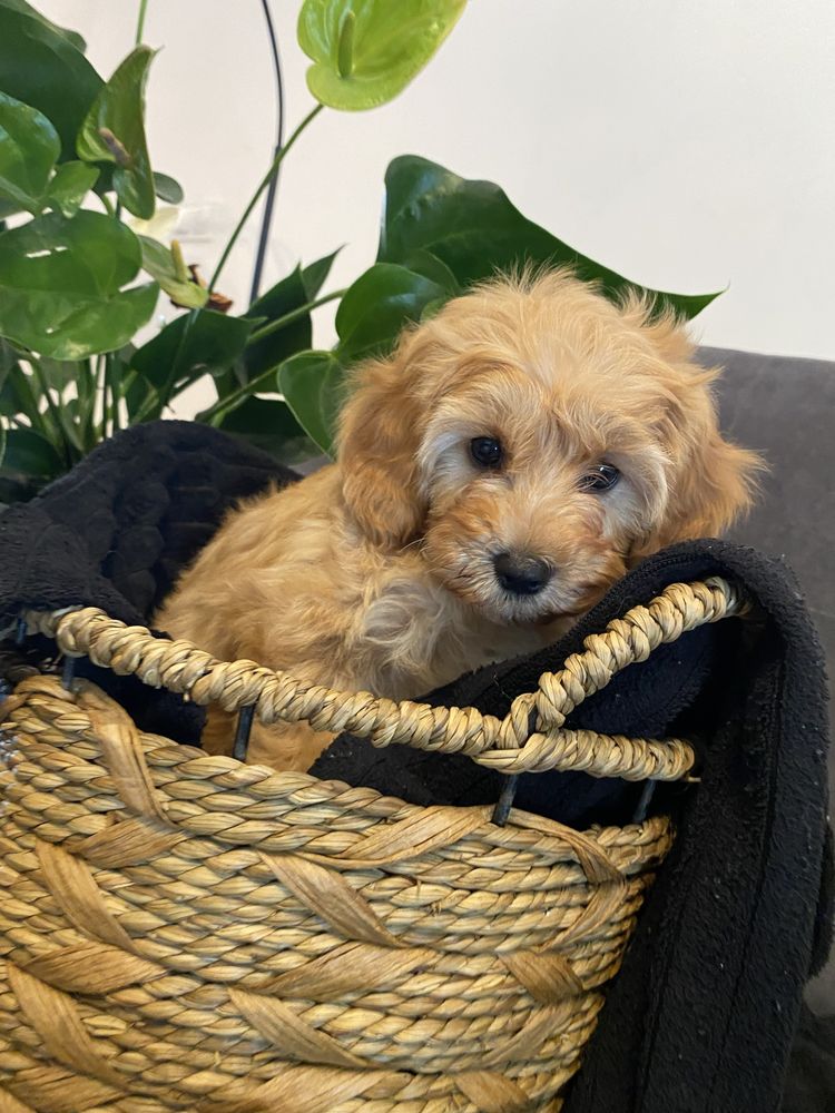 Maltipoo piesek cudowny