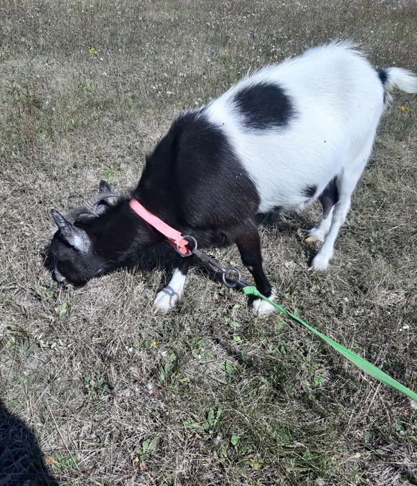 Коза дійна первітка