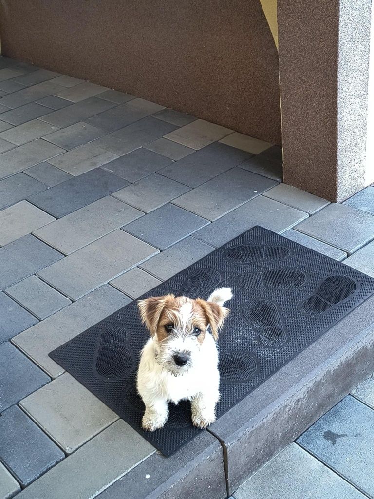 Jacek Russell Terrier  ZKWP  FCI oddział Częstochowa