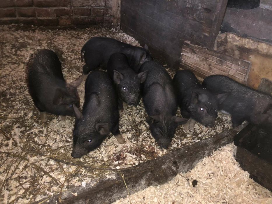 В'єтнамськи поросята