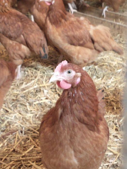 Kury nioski leghorn z jajkiem Myszków transport gratis całe Śląskie