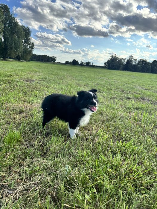 border collie piesek