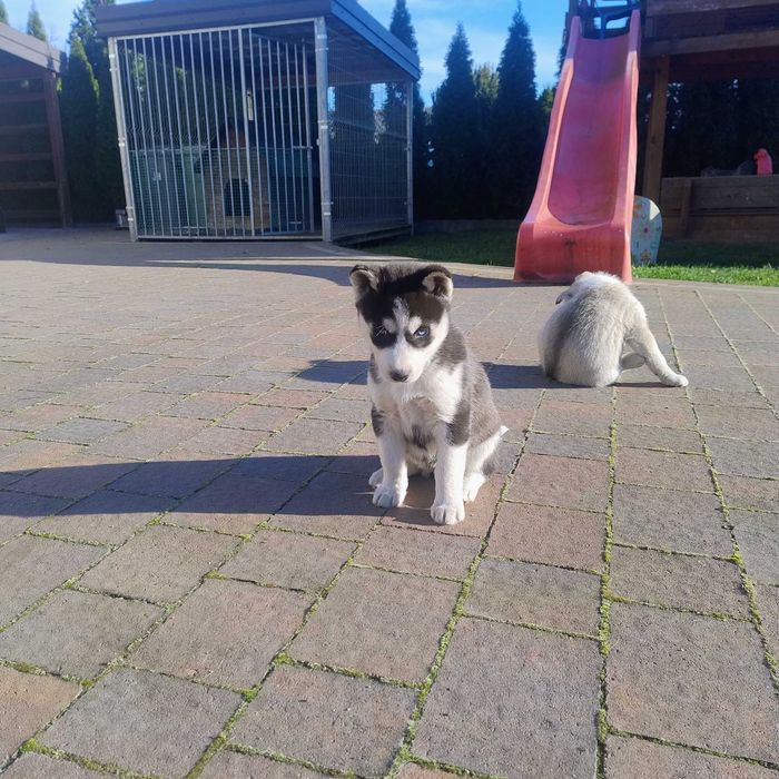 Szczeniaki Syberian Husky