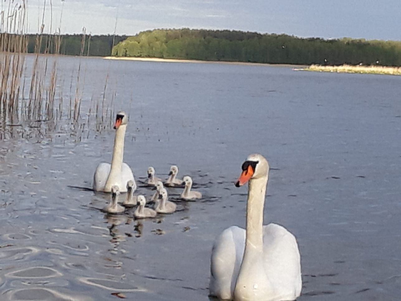 Domek letniskowy nad jeziorem Gim