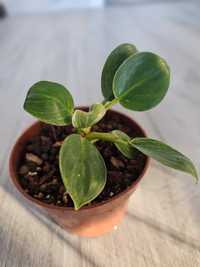 Philodendron birkin / filodendron - doniczka ok. 13cm średnicy