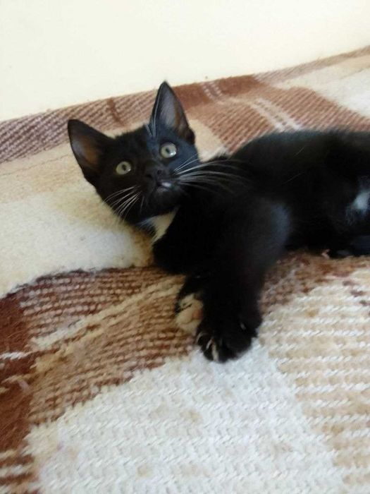 Котята кошечки котики бесплатно отдам