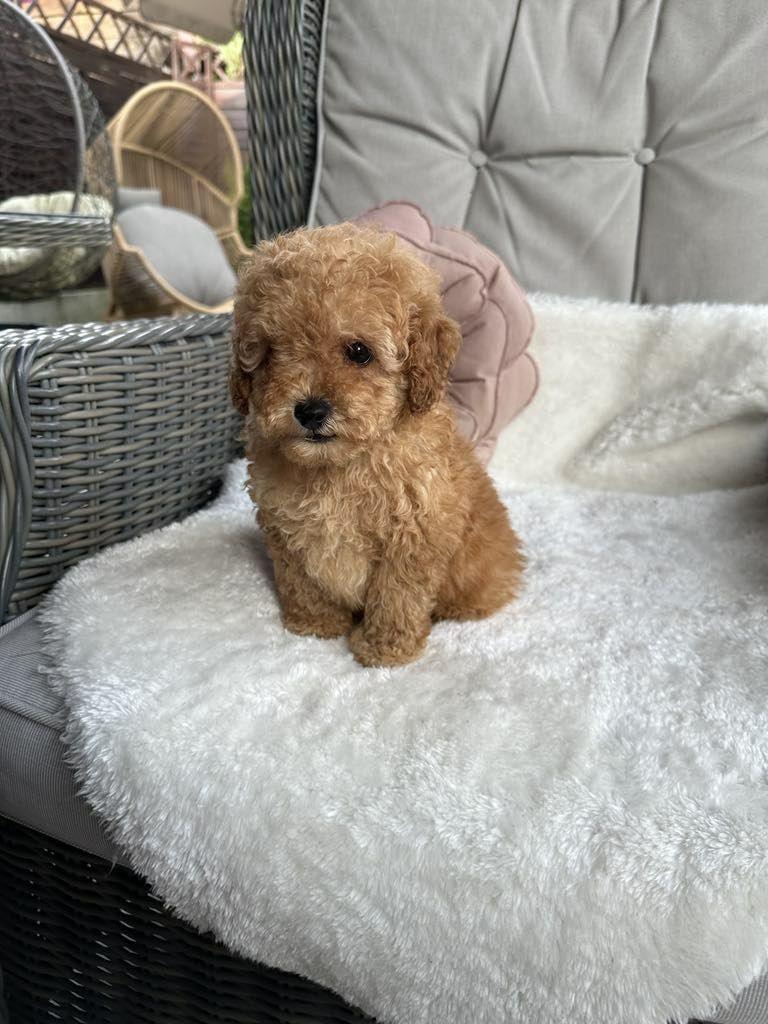 Przesliczna dziewczynka Cavapoo