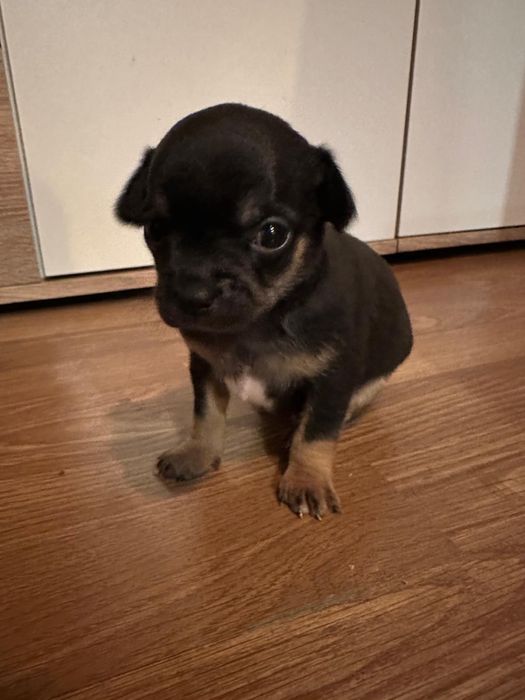 macho da raça Chihuahua, preço especial só está semana