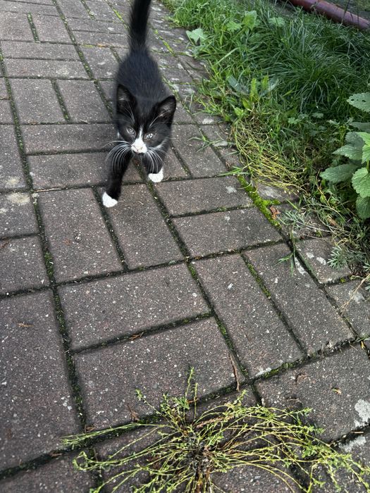 Oddam Kotki w dobre ręcę