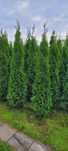 Tuja Smaragd 120 cm tuje laurowiśnia szmaragd 140 thuja brabant Tychy