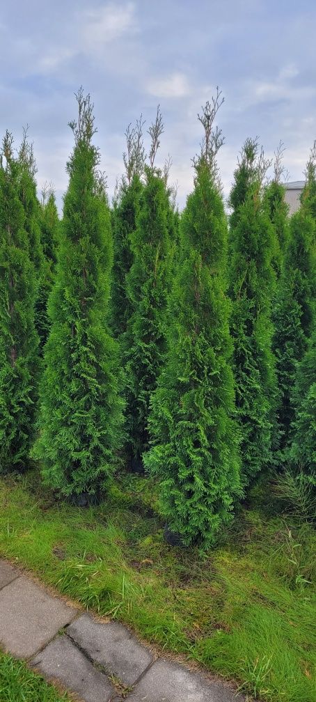 Tuja Smaragd 140 cm tuje szmaragd 120 thuja brabant wysyłka Piła