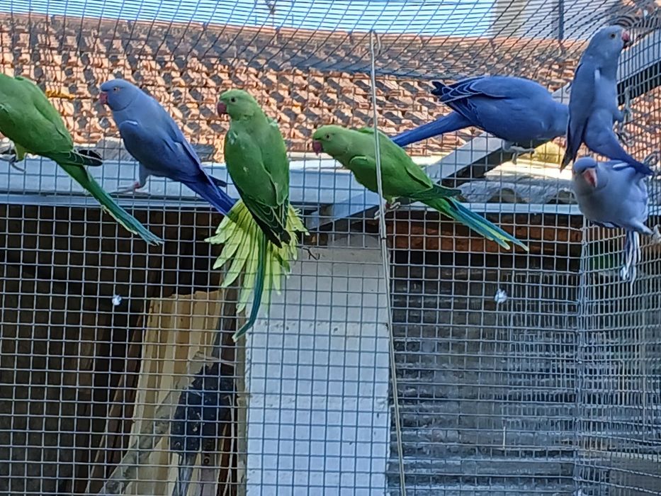 Aves disponíveis