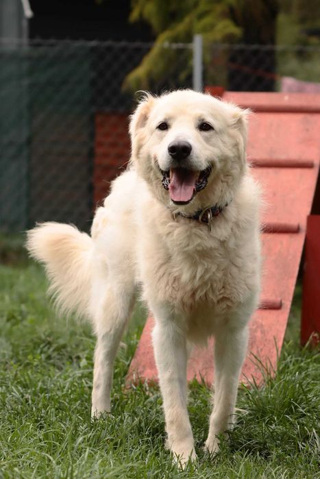 Lemon - piękny pies w typie owczarka podhalańskiego - szuka domu!