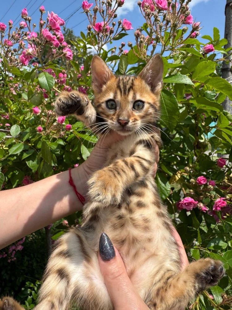 Бенгальские котята с документами