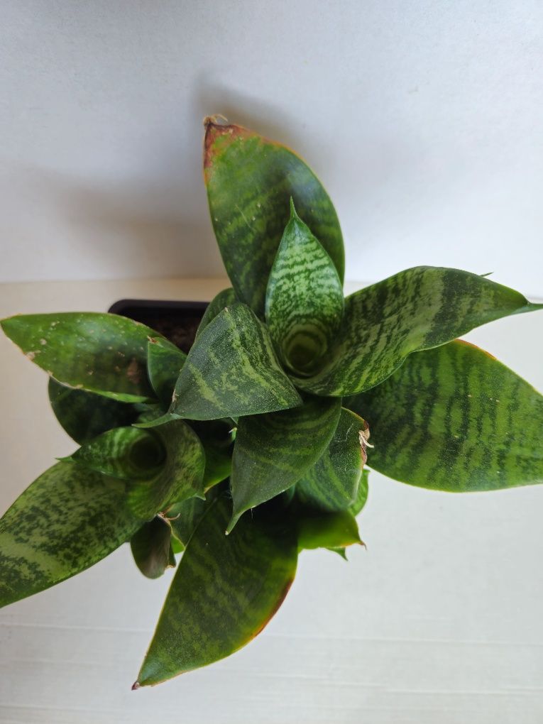 Planta Espada de São Jorge em Vaso Plástico 10,5 cm