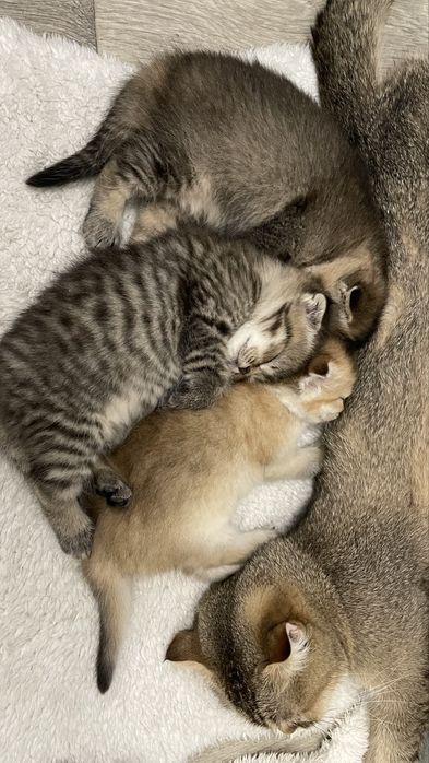 Шотландские вислоухие котята, мальчик, девочка