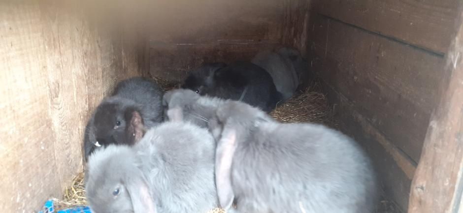 Króliki Barany, Kalifornijskie, Belgijskie