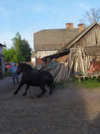 Sokólska źrebica