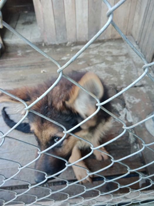 Szczenię do oddania