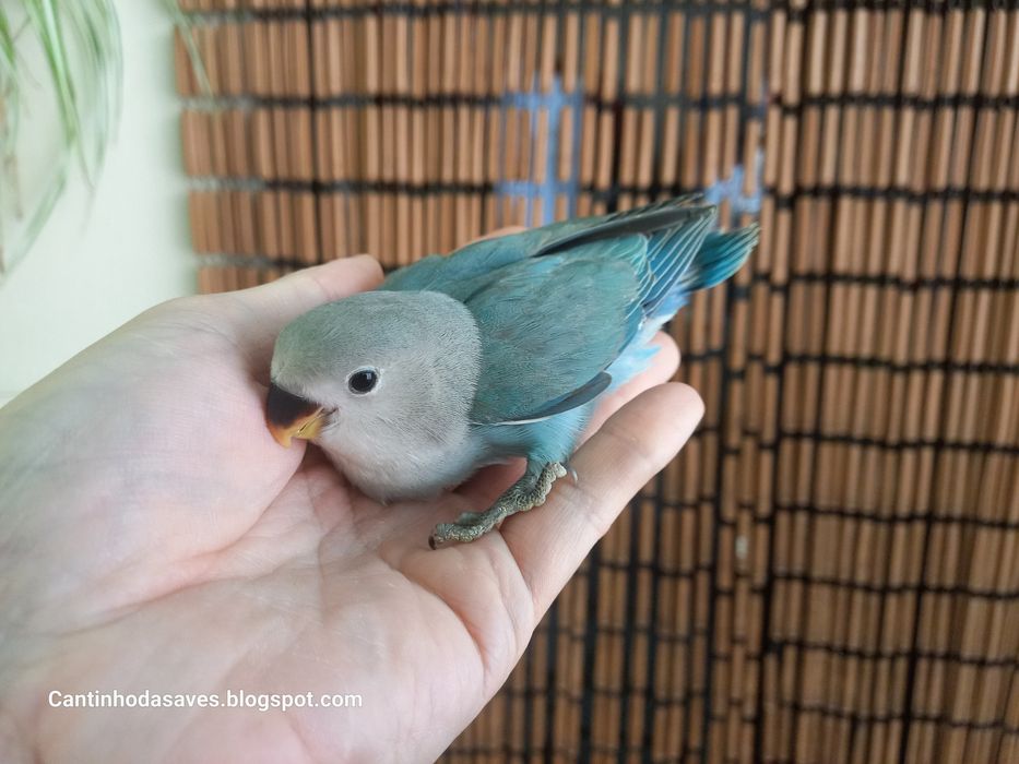 Roseicollis criados à mão