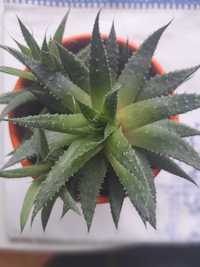 Aloes ościsty roślina doniczkowa