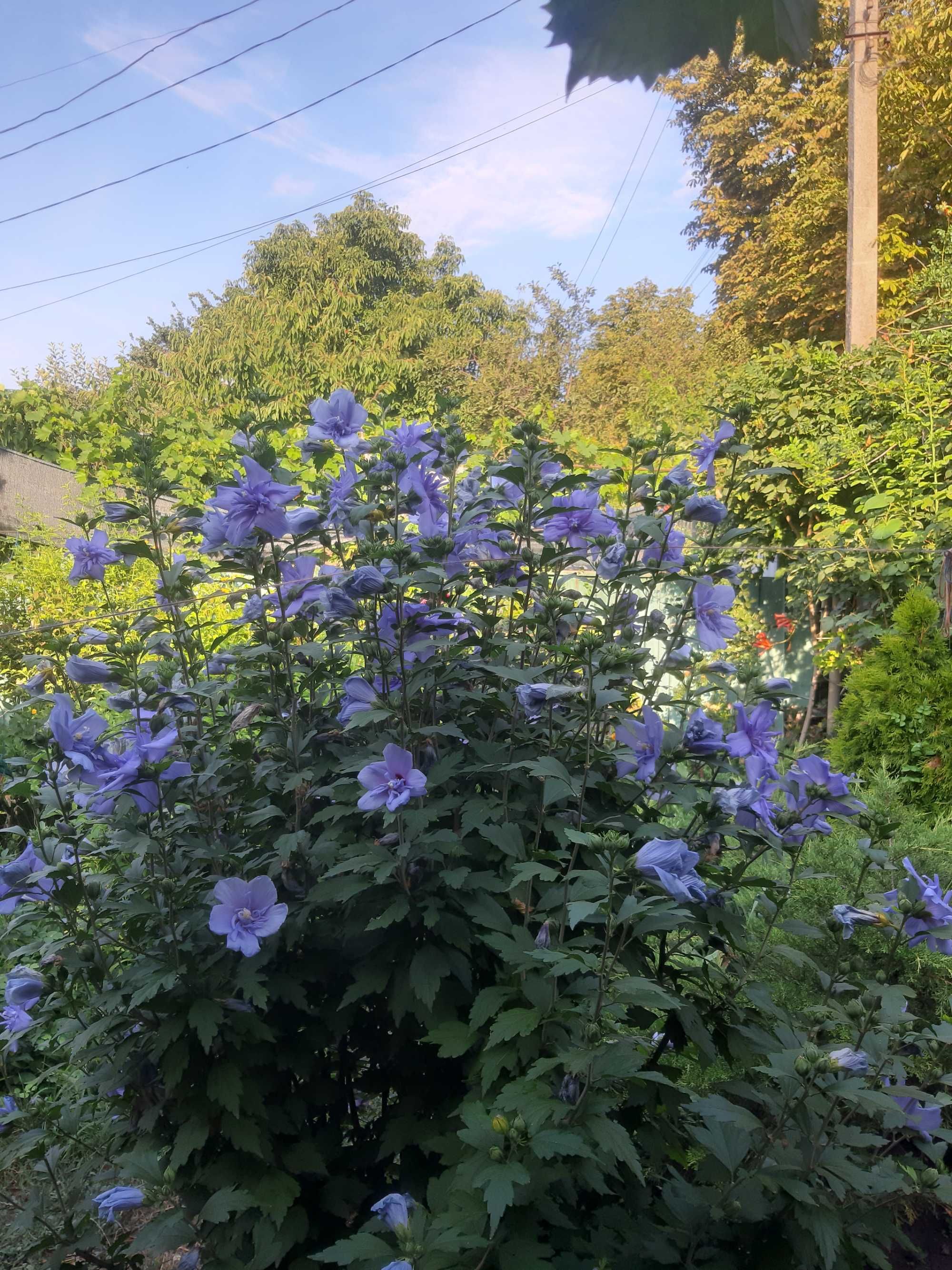 Гибискус Blue Chiffon