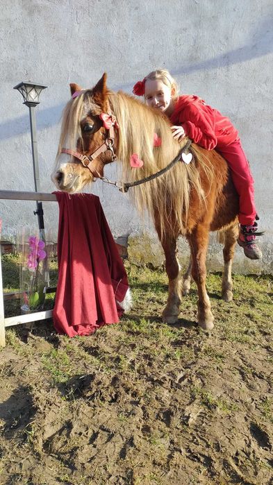 Kucyk dla dzieci Walijski