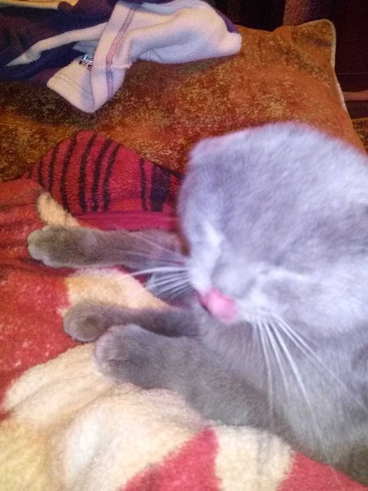 Загубився котик!!!