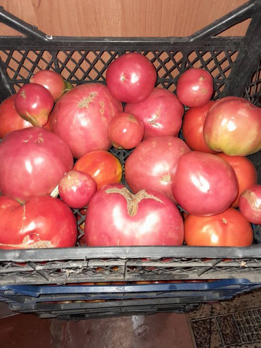 Насіння семена укроп арбуз перец дыни тыква помидоры