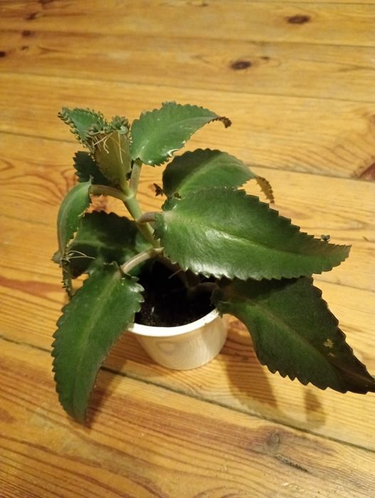 Żyworodka roślina lecznicza