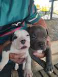 Pieski rasy Pitbull