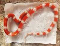 Wąż lancetogłów mleczny - Lampropeltis polyzona nelsoni albino