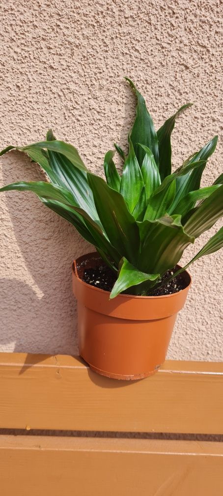 Dracena wonna Dracena fragrans