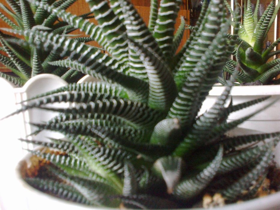 Кактус суккуленты Харвотия разных размеров. Уникален