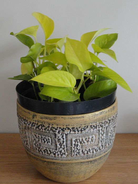 epipremnum kwiaty doniczkowe