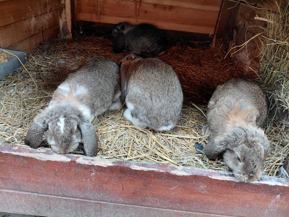 Króliki barany francuskie