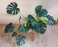Monstera deliciosa