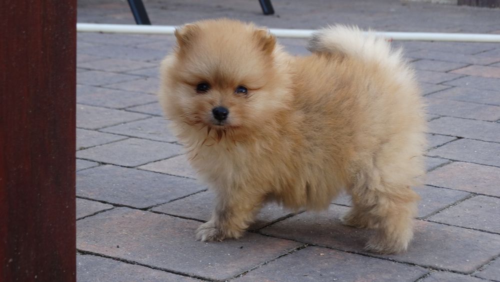 Szpic miniaturowy suczka z rodowodem