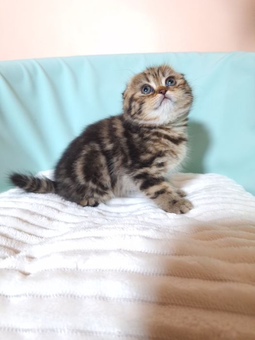 Мармурова красуня.