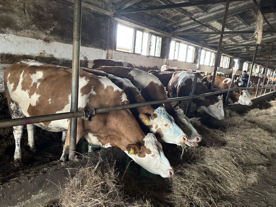 Pierwiastki krowy jałówki  cielne mleczne SM SIM Simmental  Simental.