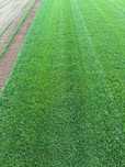 Trawa Z Rolki / PRODUCENT / Transport